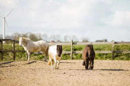 Drei Pferde in einem eingez&auml;unten Bereich. Ein wei&szlig;es Pferd steht im Hintergrund, w&auml;hrend zwei kleinere braune und fuchsfarbene Ponys n&auml;her zur Kamera gehen. Die Umgebung wirkt l&auml;ndlich mit einem klaren Himmel.