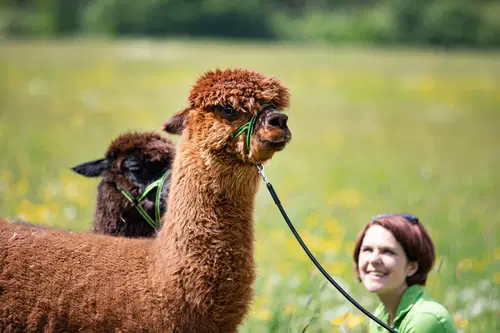 Alpaka Wanderung auf dem LandSelection Hubertushof.