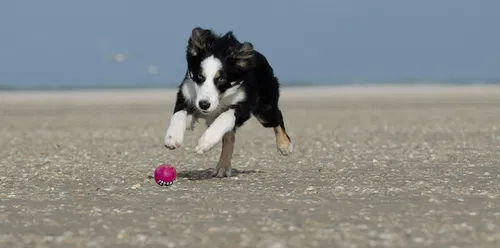 Ein border collie springt auf einem Sandstrand nach einem pinken Ball. Der Hund scheint enthusiastisch und voller Energie zu sein.