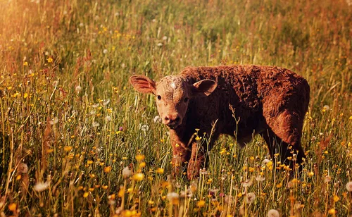 Ein Kalb steht auf einer bl&uuml;henden Wiese, umgeben von bunten Blumen. Die Sonne scheint sanft und gibt der Szene einen warmen Glanz.