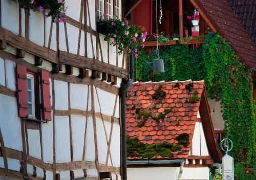 Fachwerkhaus mit bunten Blumen in den Fenstern und roten Ziegeld&auml;chern. Efeu bedeckt einen Teil der Wand. Echter l&auml;ndlicher Charme.