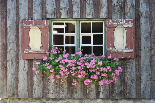 Ein Fenster mit gr&uuml;nen Fensterl&auml;den in einer rustikalen Holzwand. Darunter bl&uuml;hen pinke Geranien in einem Blumenkasten.
