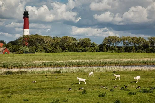 Deich an der Nordsee mit Schafen