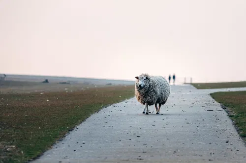 Schafe an der Nordsee