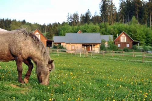 Ein graues Pferd frisst Gras auf einer bl&uuml;henden Wiese mit gelben Blumen. Im Hintergrund sind mehrere Holzh&auml;user und ein Wald sichtbar.