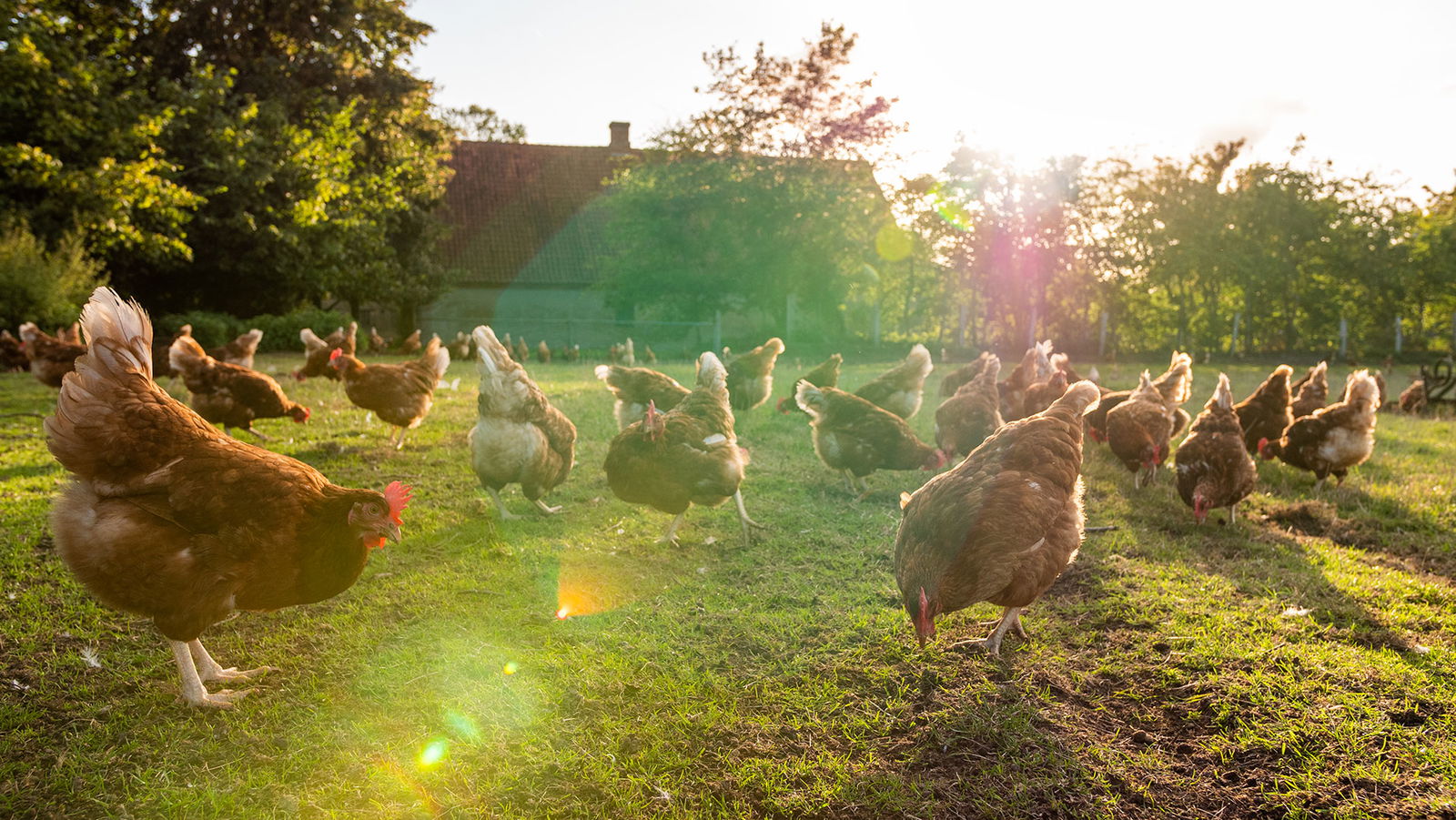 Wisch-Hof Krokau - Strand 4 km, Kiel 20 km, direkt am Radwegenetz, viele Regenwetter-Ausflugsziele