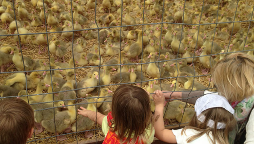 Bauerngut Schiefelbusch