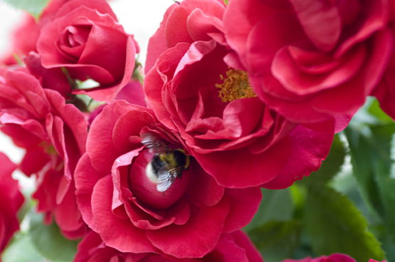 LandSelection Die Schenkenau