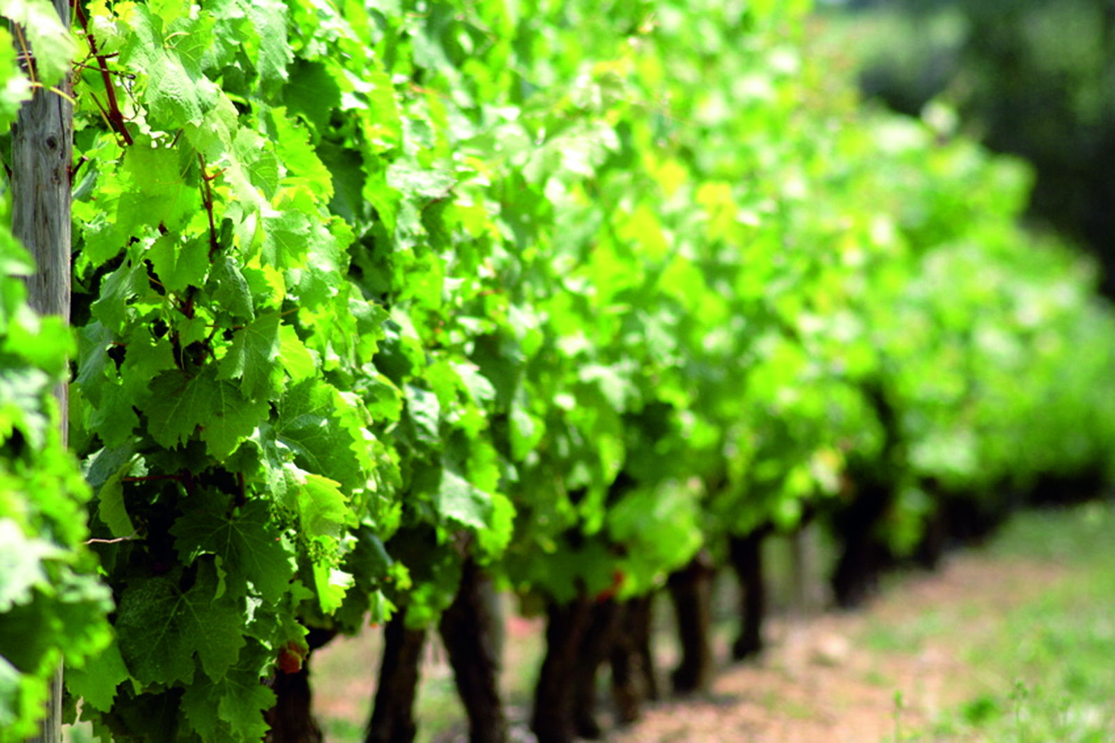 Ferienhaus Am Steingebiss