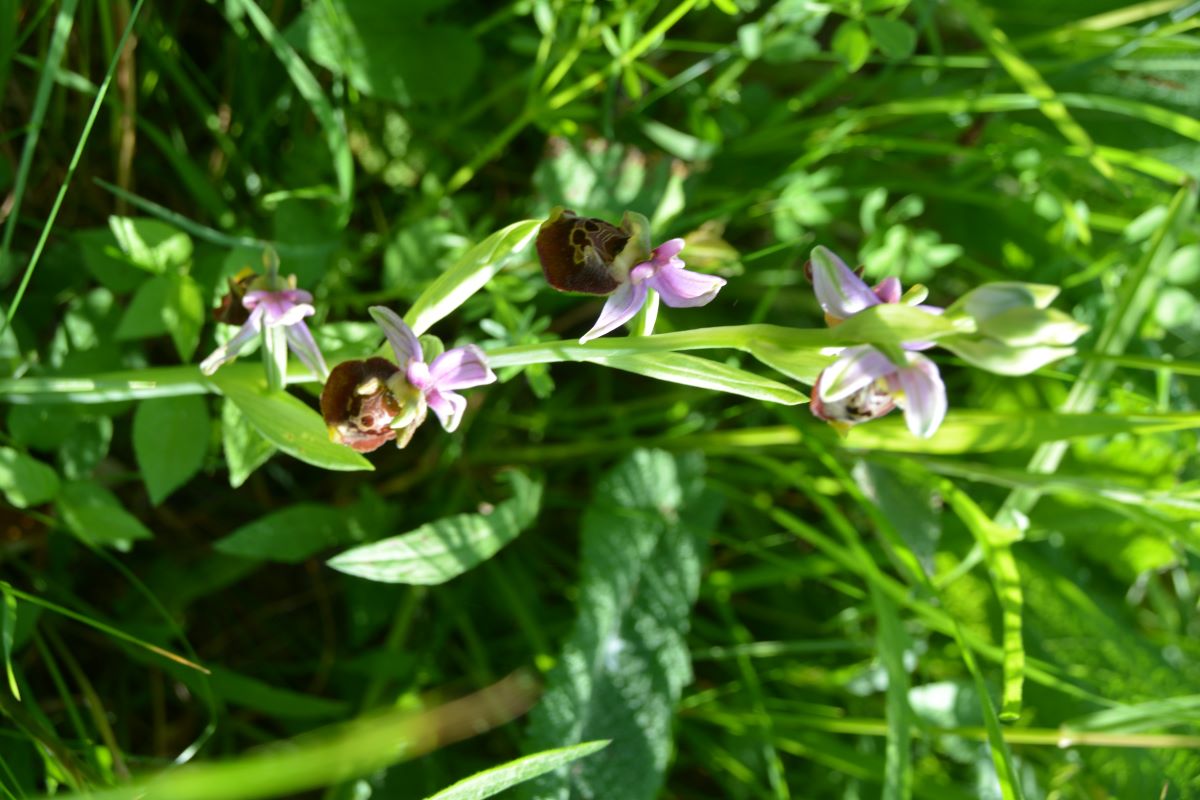 Ferienhof Pfeiffer -  Natururlaub im Blockhaus - nachhaltig gut!