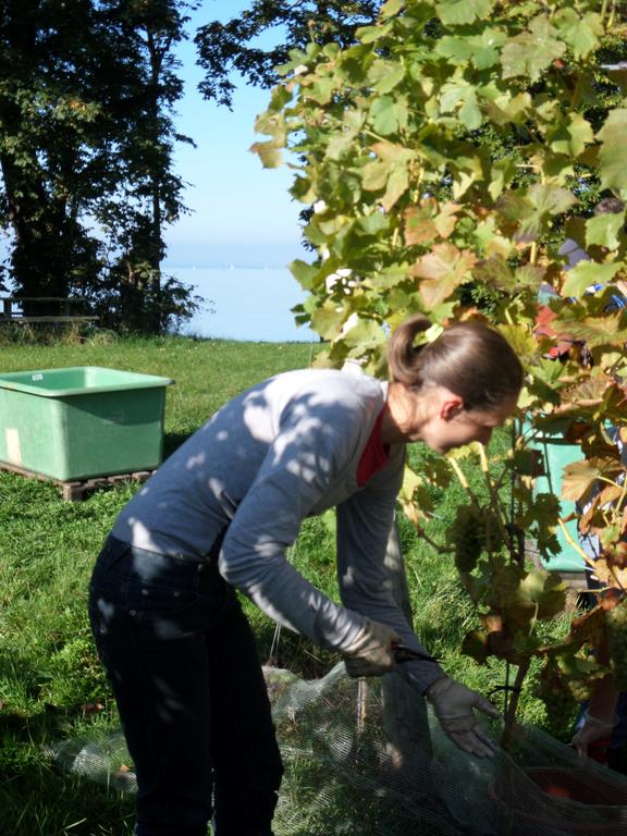 Weinbau Wendelin Hornstein