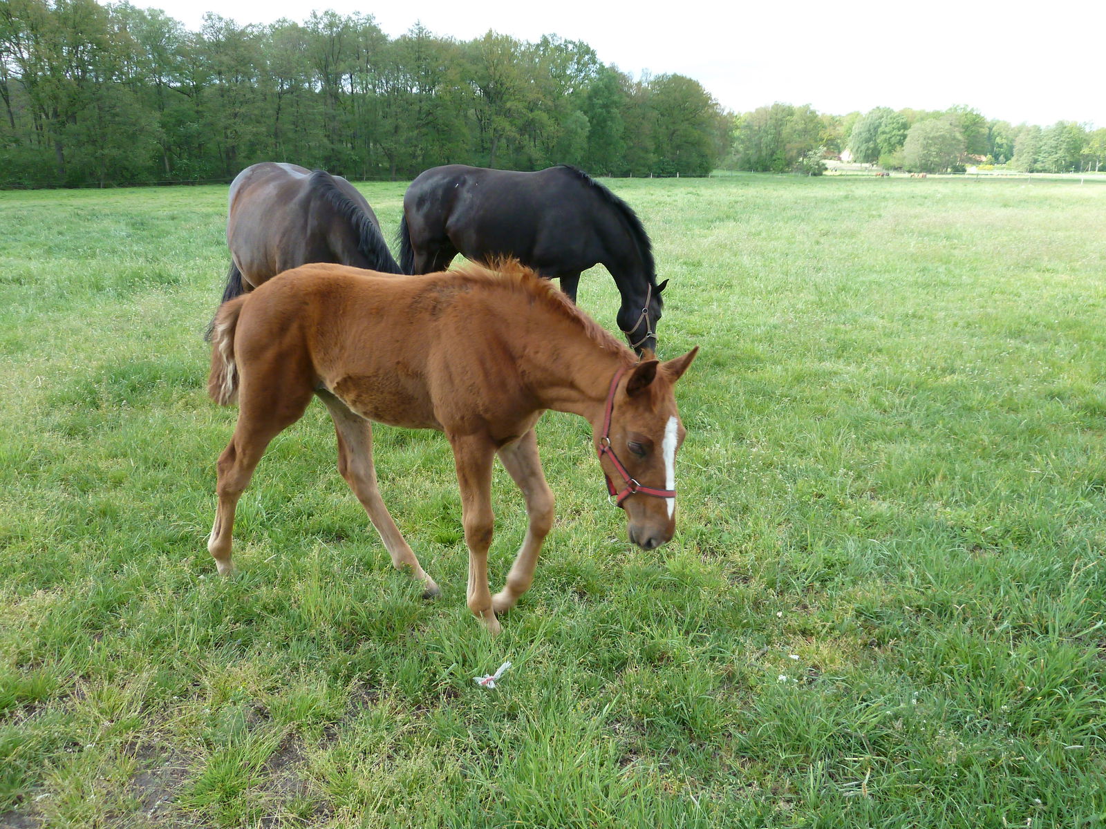 Ferienanlage Böttcher Hof