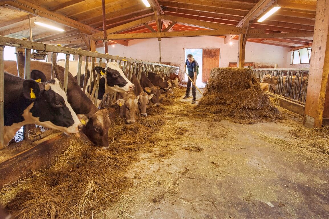 BIO Bergbauernhof Inner-Glieshof