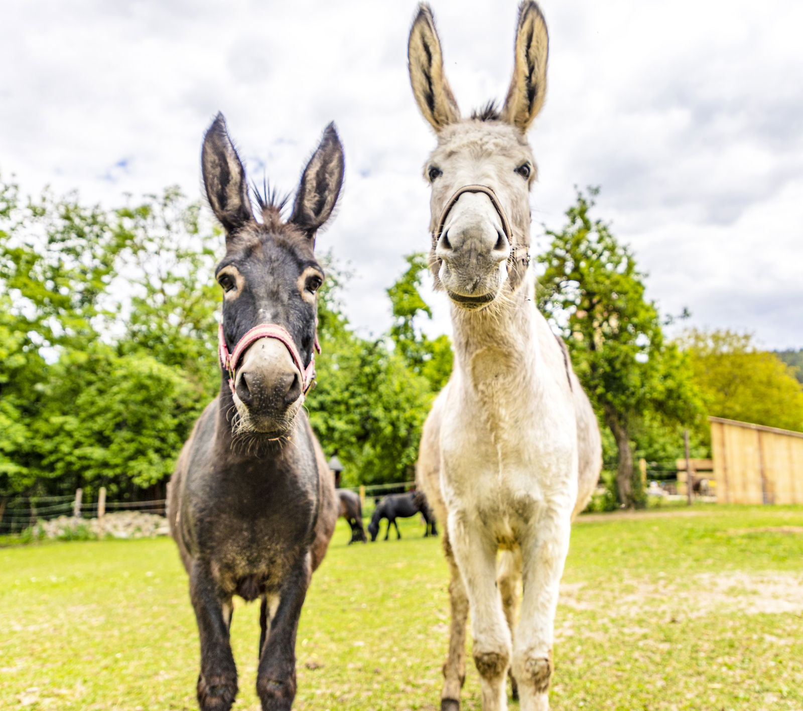 Biobauernhof Peter Anderl Hof