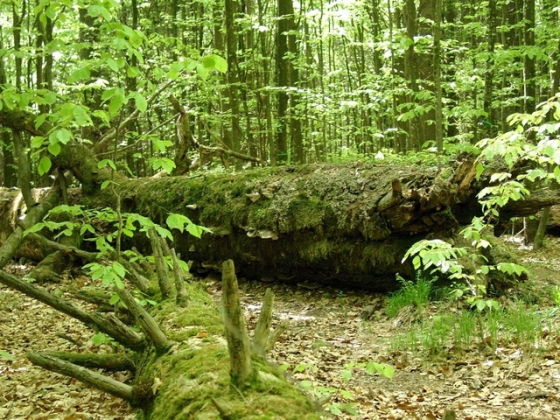 Ferienwohnung Wielspütz