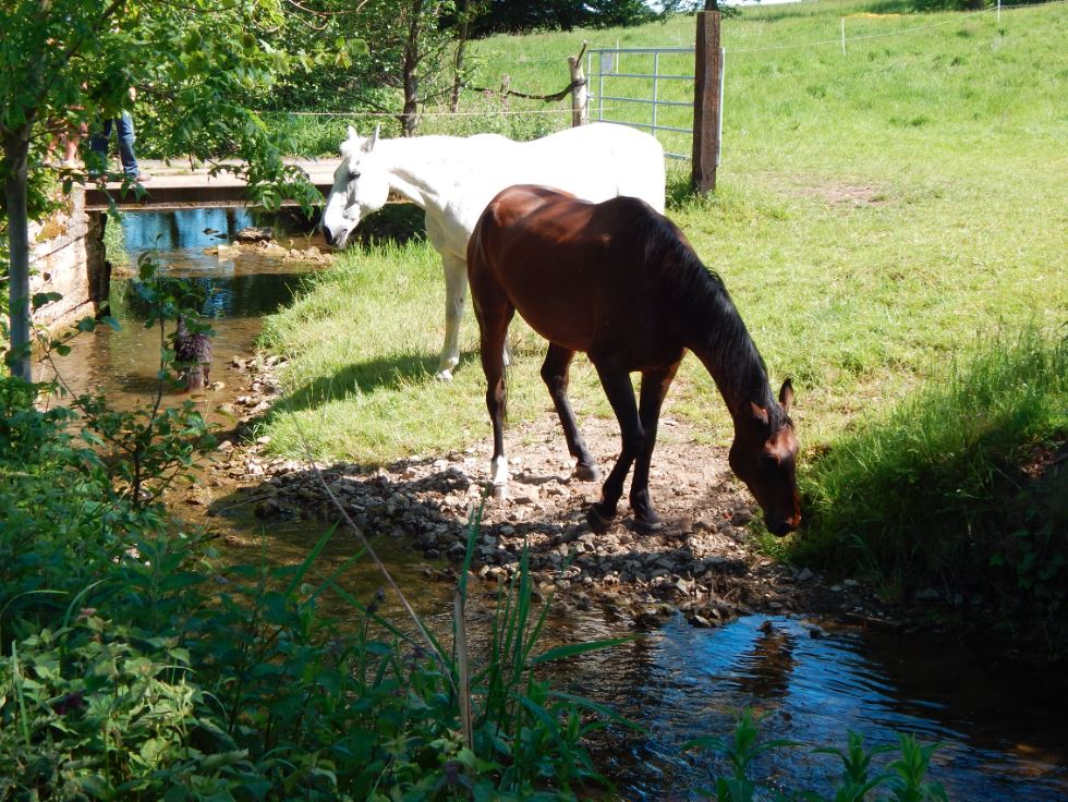 Reiter- und Ferienhof Redder