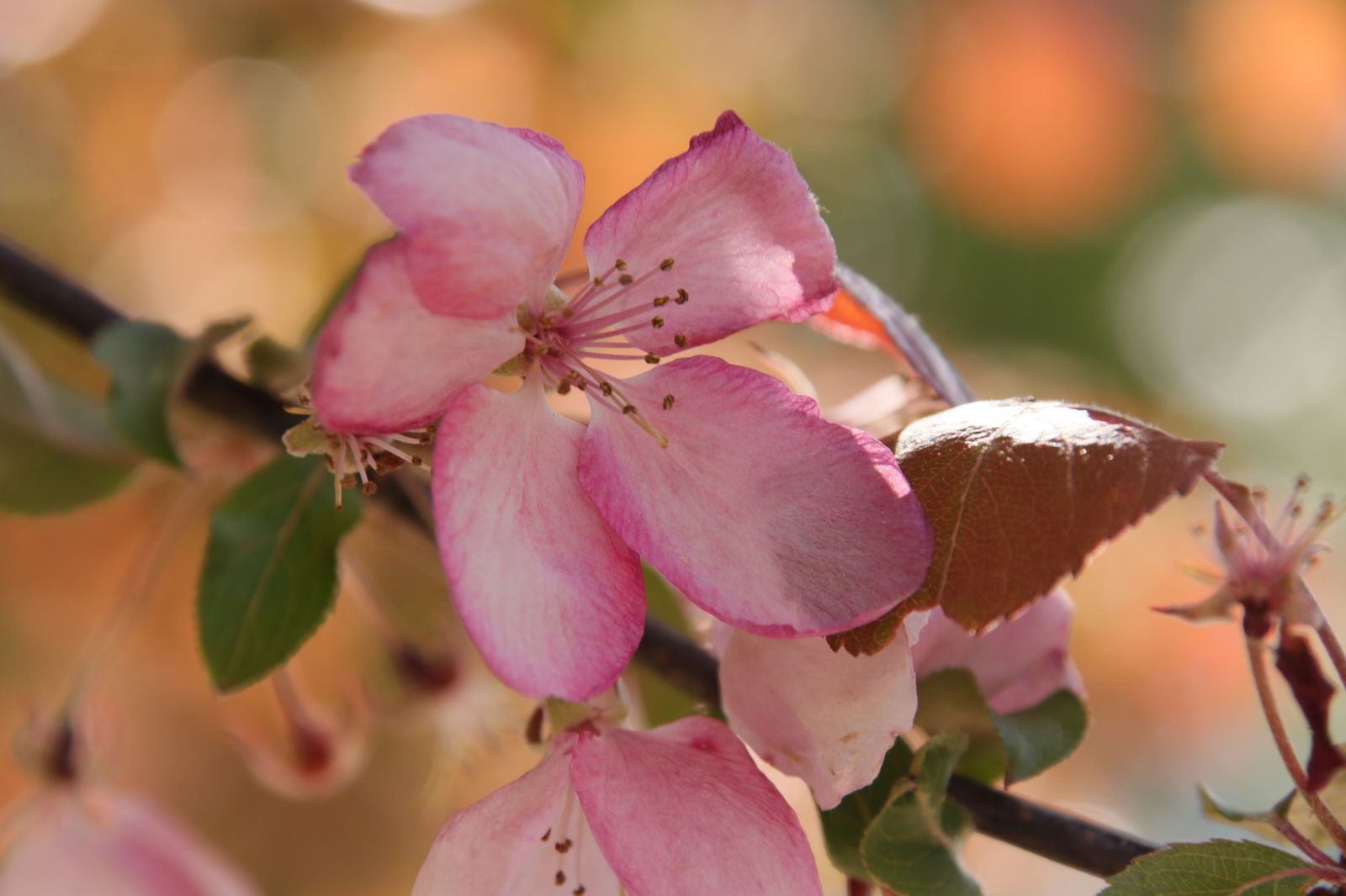 Heumanns Blockhäuser am Wald