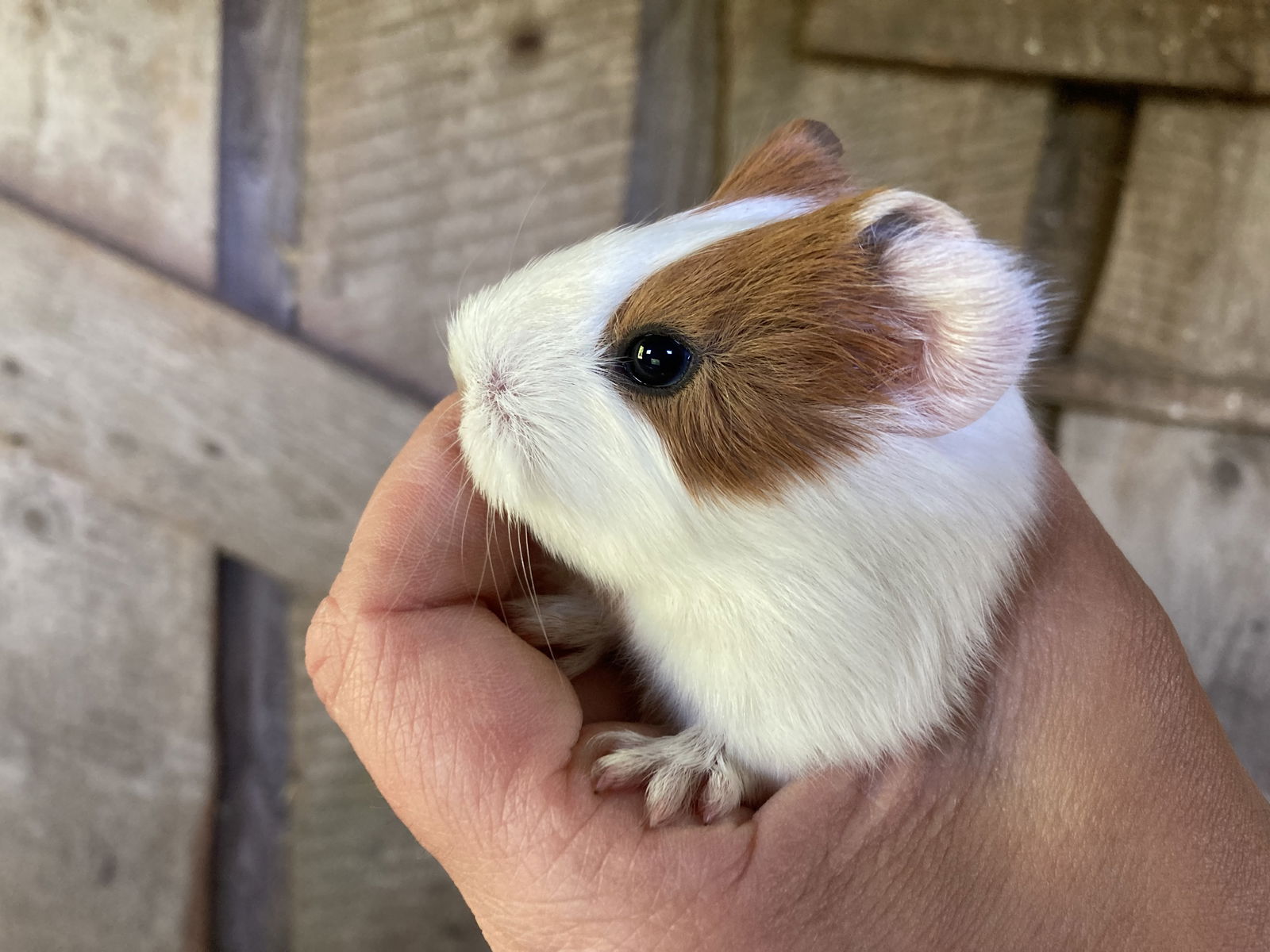 Ferienbauernhof Rügen - Haus Landblick