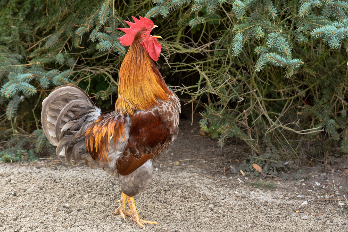 Sonis kleine Farm Grömitz