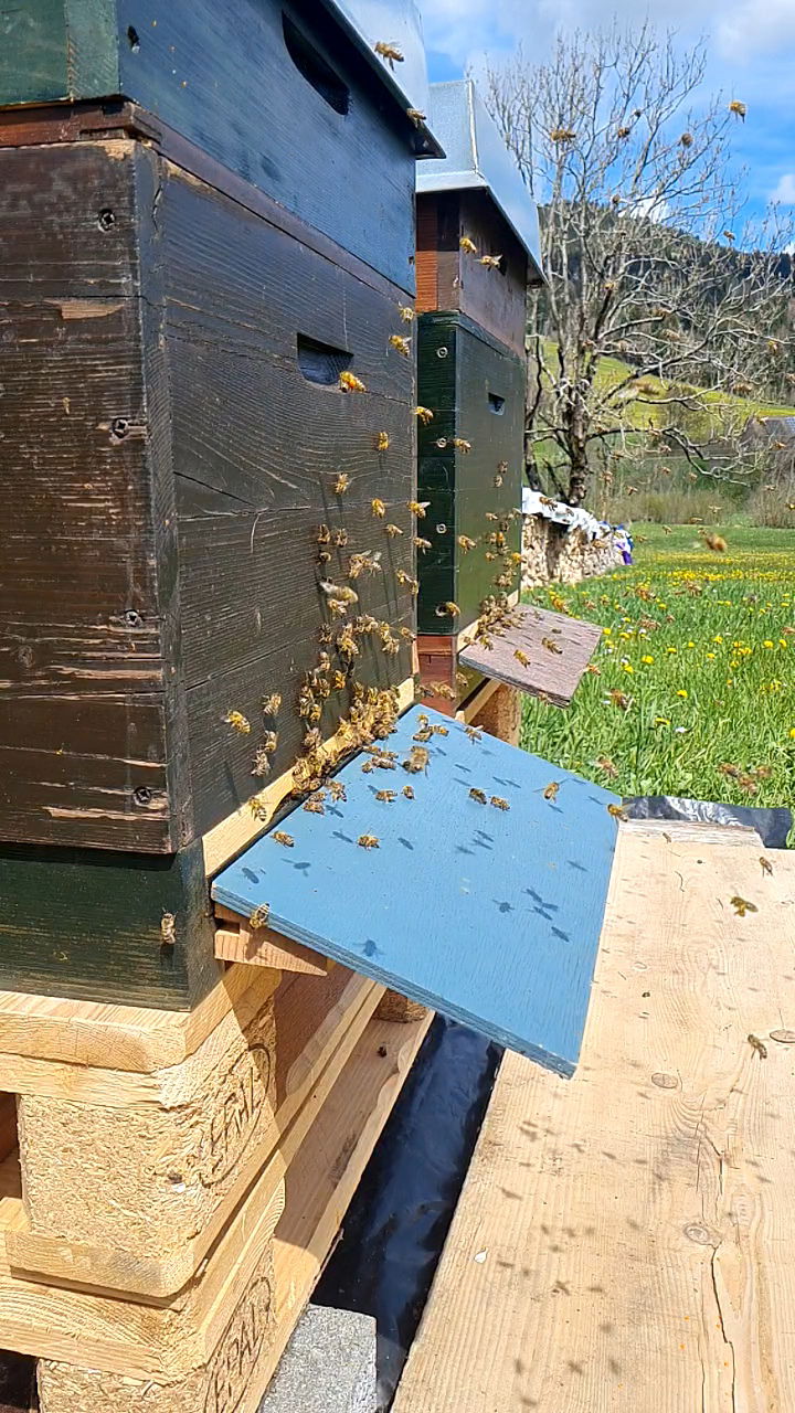 Bergbauernhof Aichele