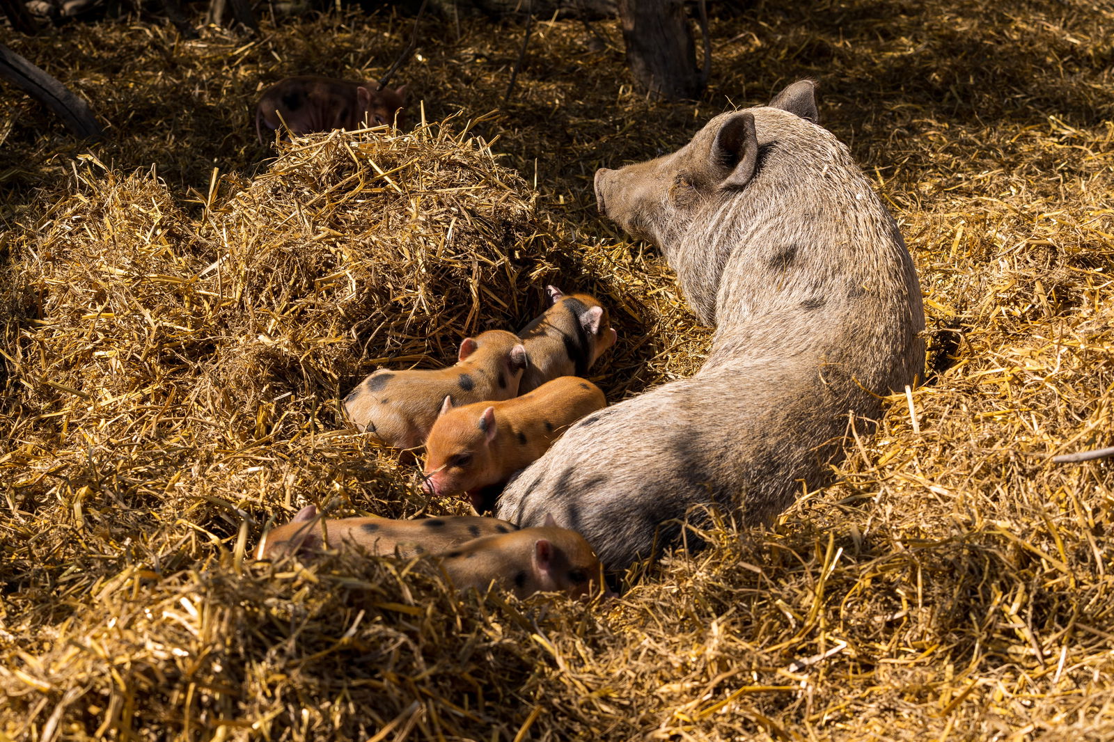 Hinrich's Ostsee Bauernhof