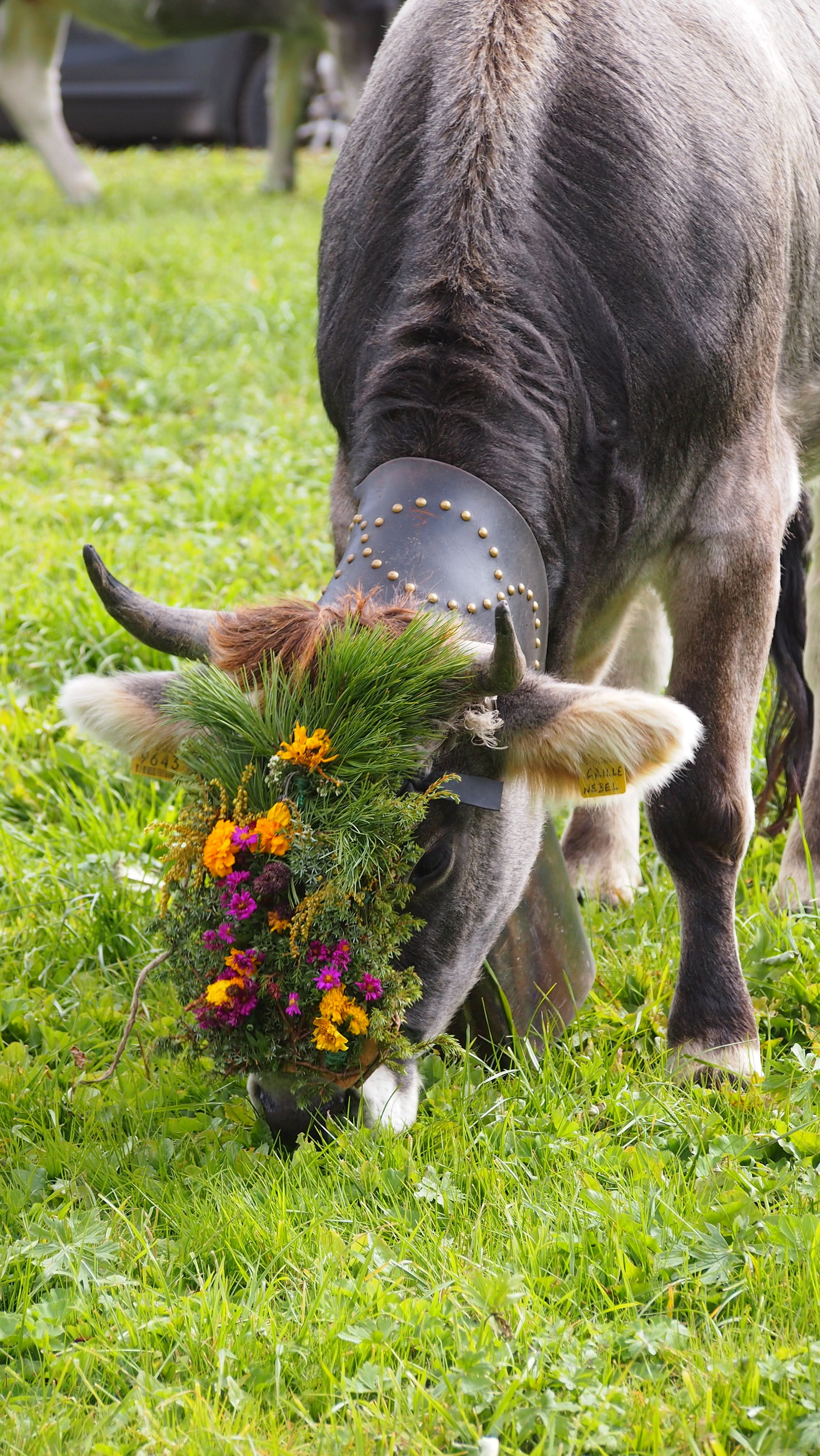 Seppnerhof mit eigener Hofkäserei