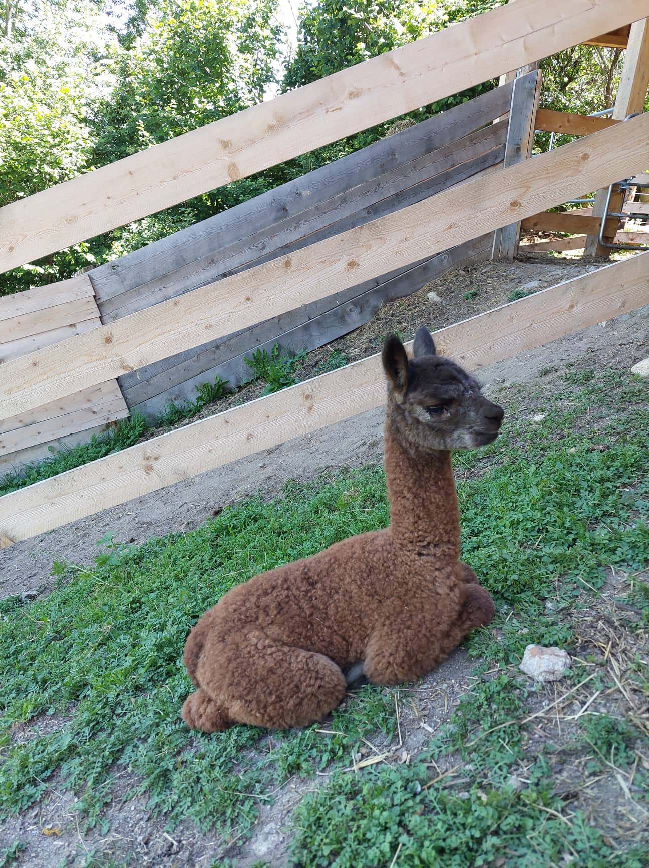 Appartement Birkenhof - Urlaub mit Pferden und Alpakas
