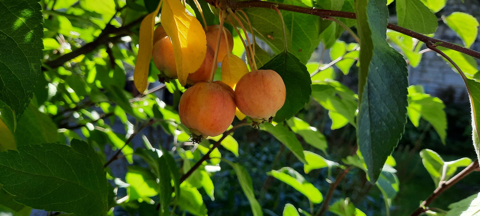 Landhaus Hahner Mühle
