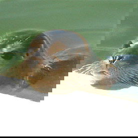 Bioland - Bauernhof Andreßen