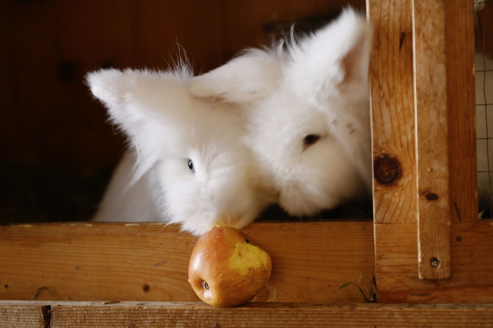 Haus Bergquell mit Pferdestall