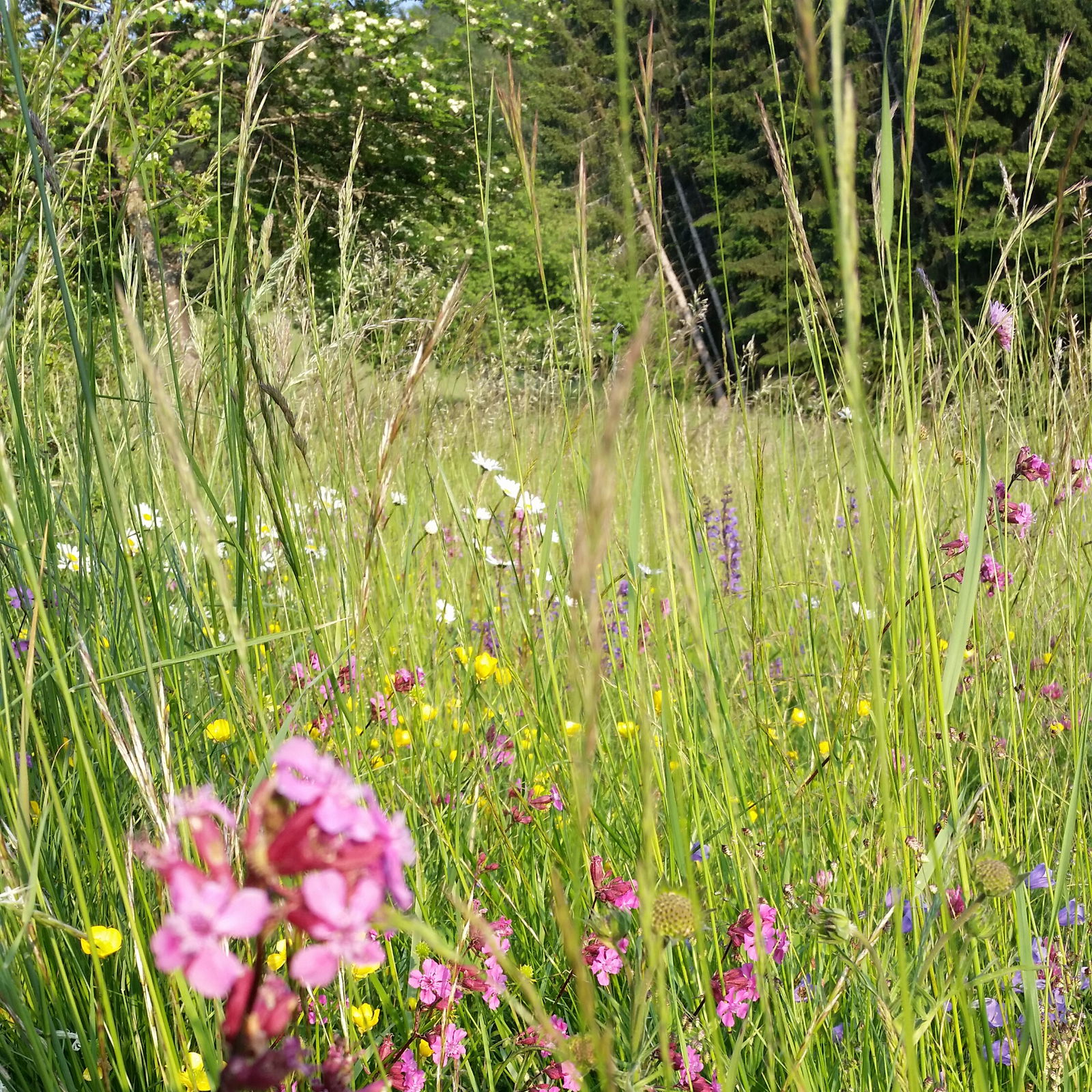 Biobauernhof - Grotthof - Appartements und Chalet