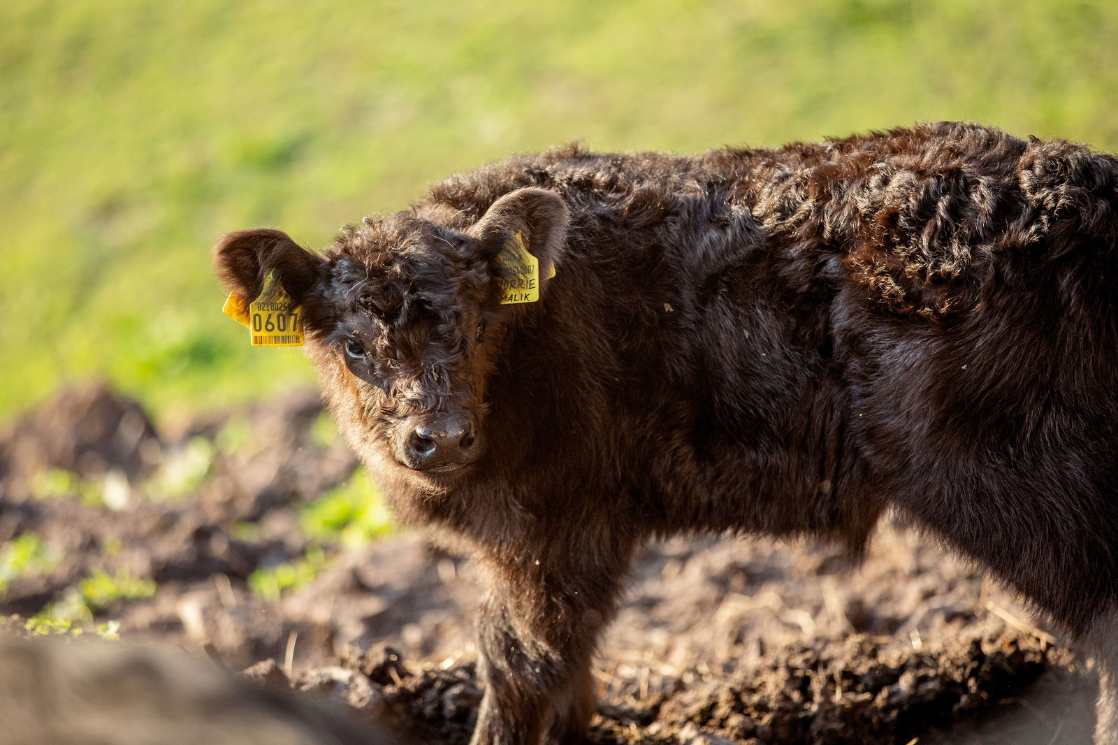 Biobauernhof - Grotthof - Appartements und Chalet