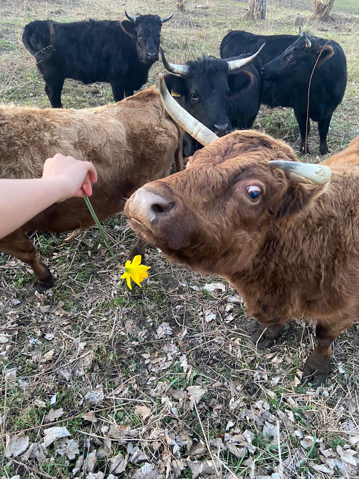 Pfarrhof Kirch Grubenhagen