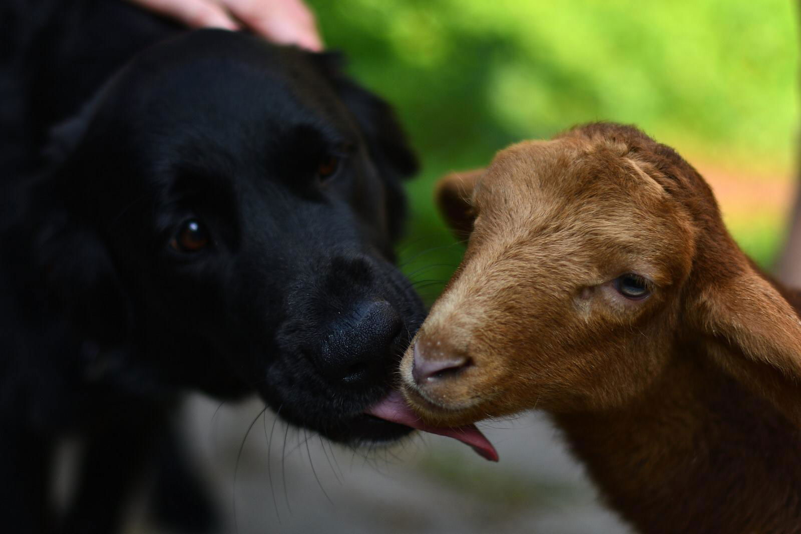 Naturerlebnishof Vulkaneifel