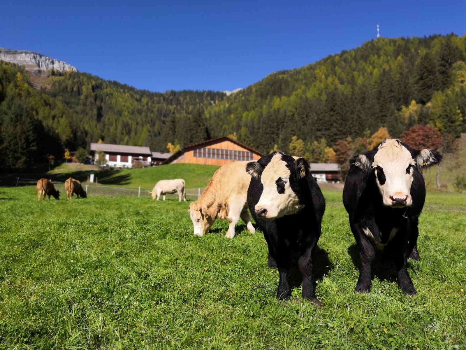 Jörgnerhof - Stelza Nature Chalet