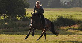 Ferienwohnungen Sund