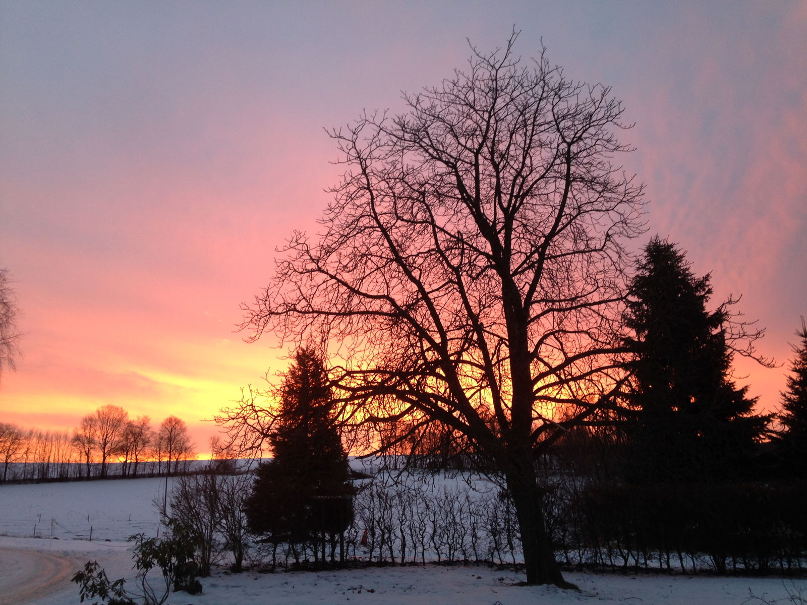 Hof Altasilva - Rosenhof