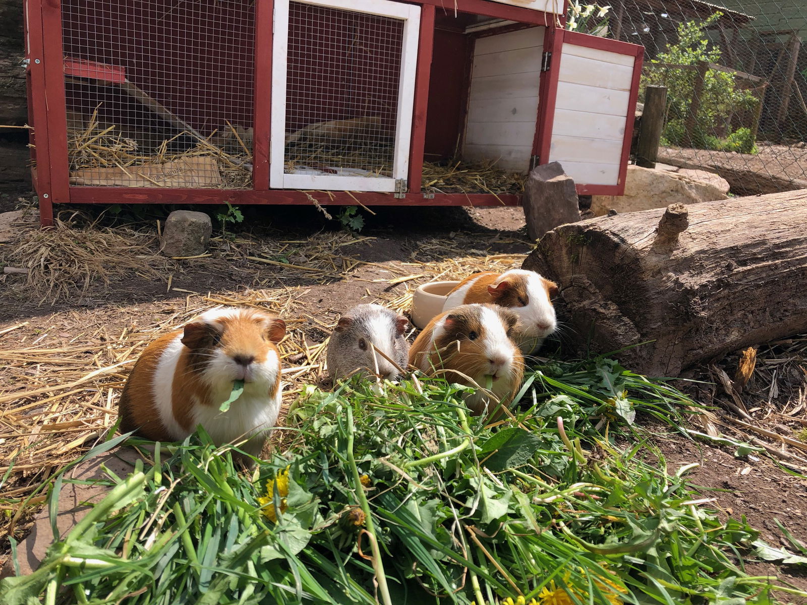 Hof Altasilva - Rosenhof