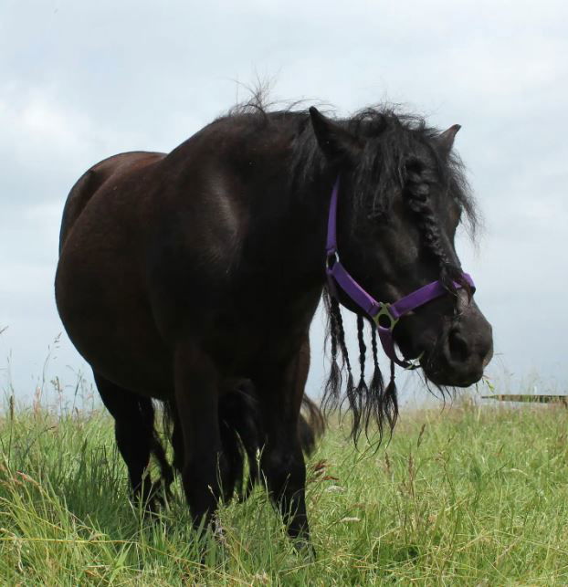 Wohlfühlwohnung im Grünen auf Pferdehof