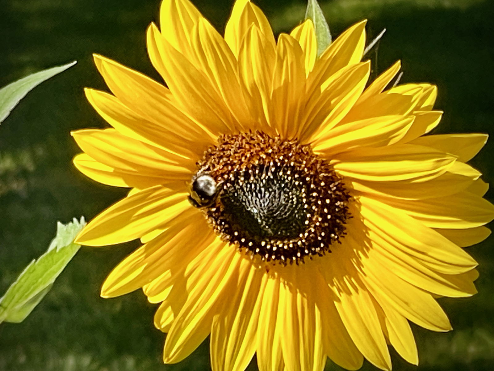 Hof Sonnenmeer - nachhaltig, ökologisch & einzigartig schön
