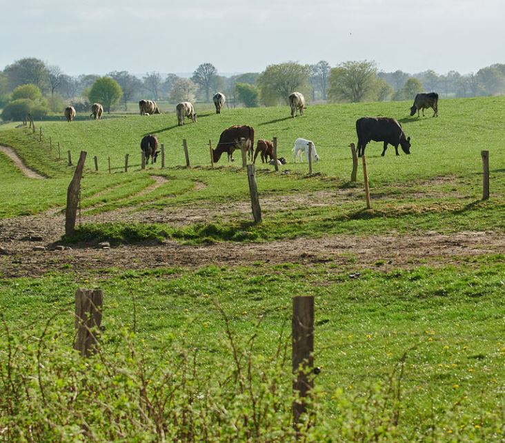 Elsas Enkel Ostseeurlaub