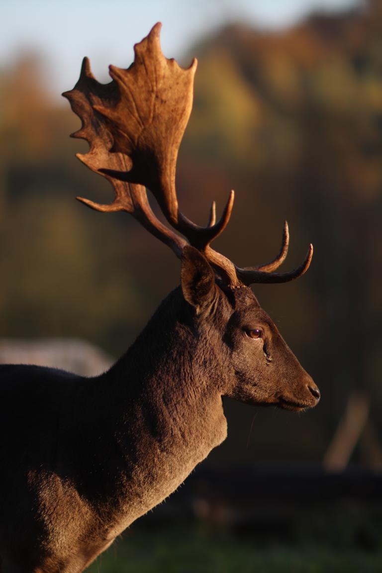 Earl's Lane - "Schottland im Harz"
