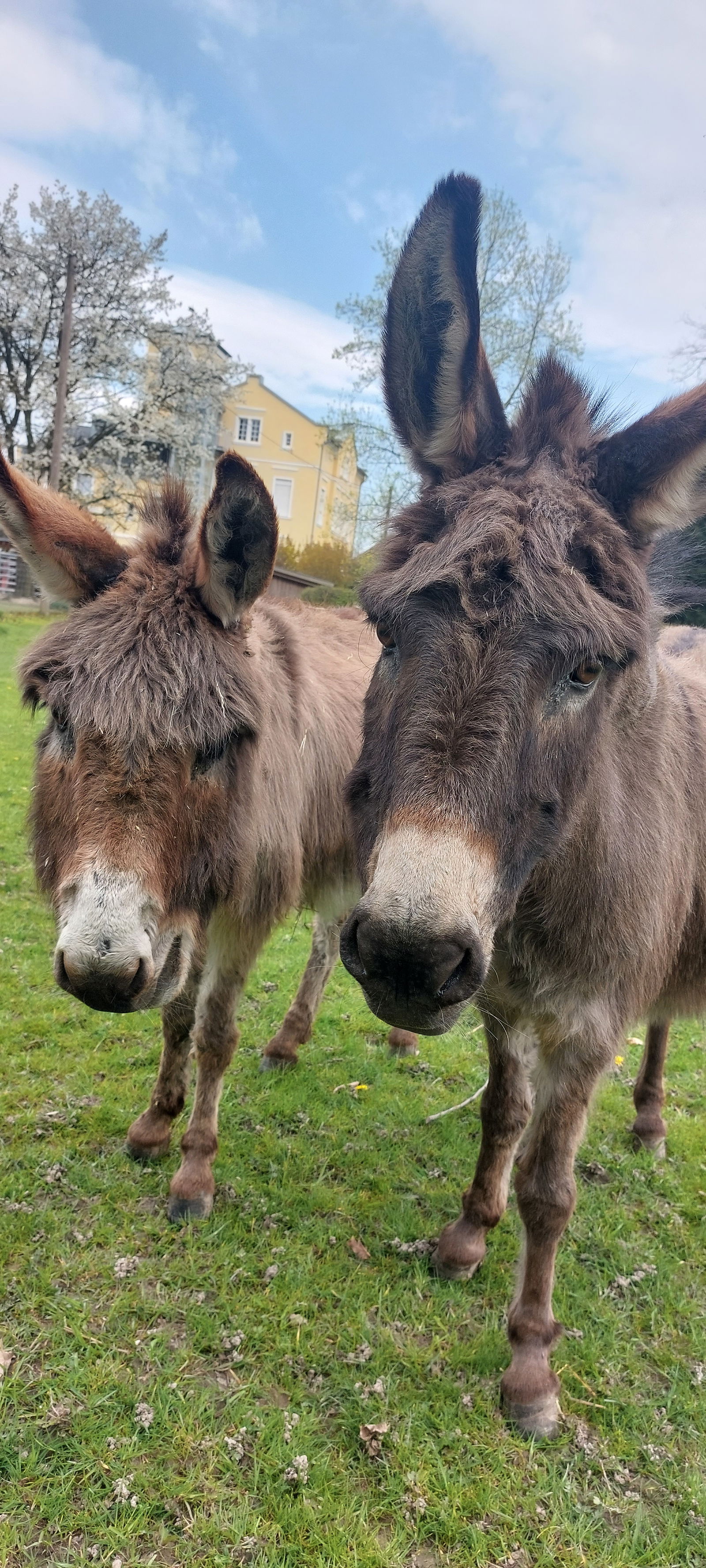 Hof Albersmeier Urlaub am Stall
