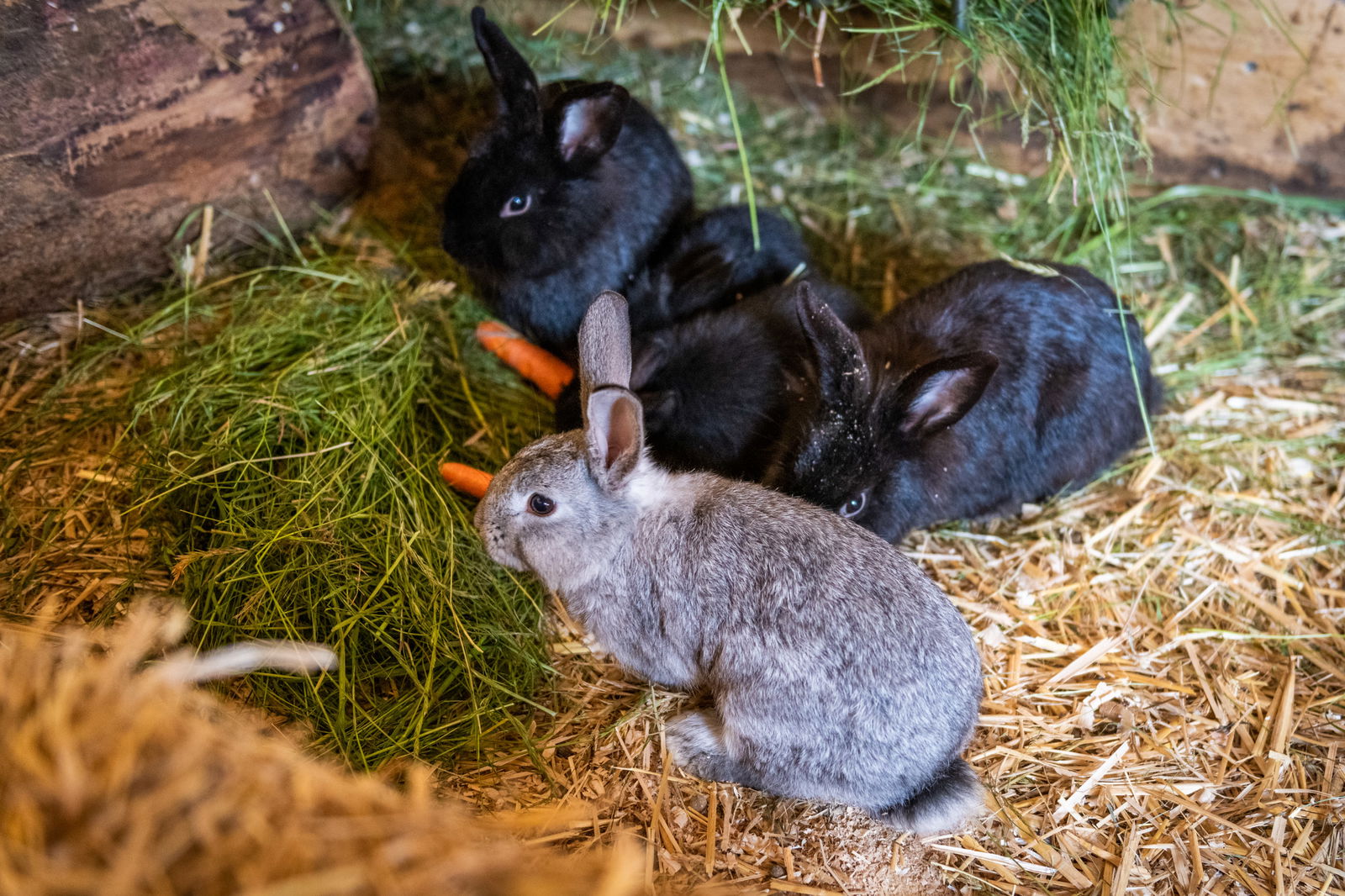 OBERBICHLHOF Appartements & Bauernhof