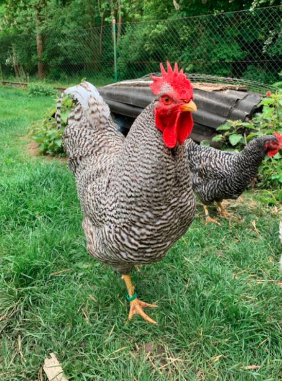 Ferienhaus  Mecklenburg
