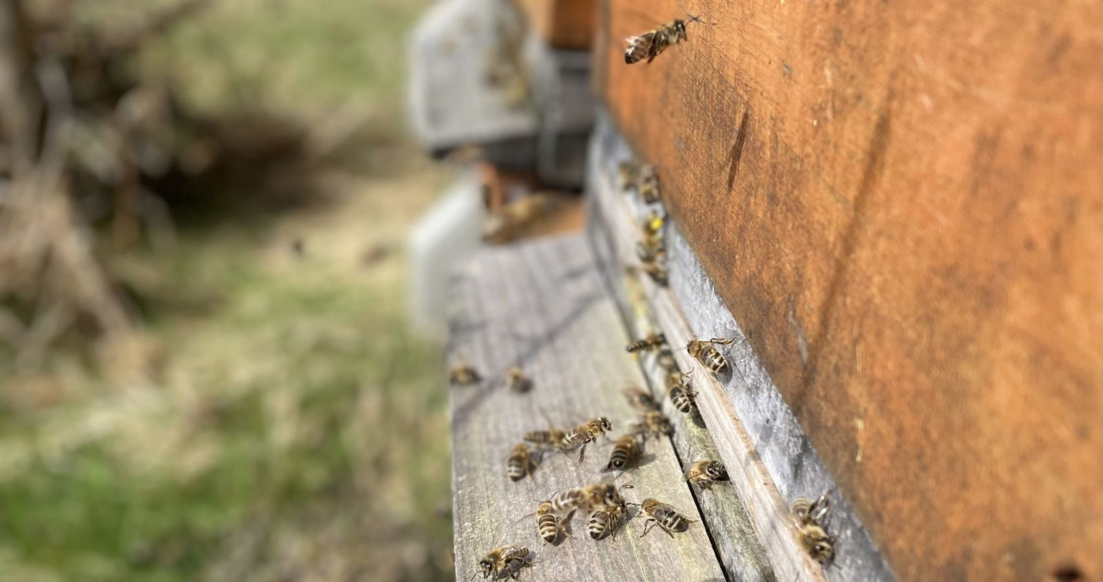 Ferienwohnung Rüttwaldhof