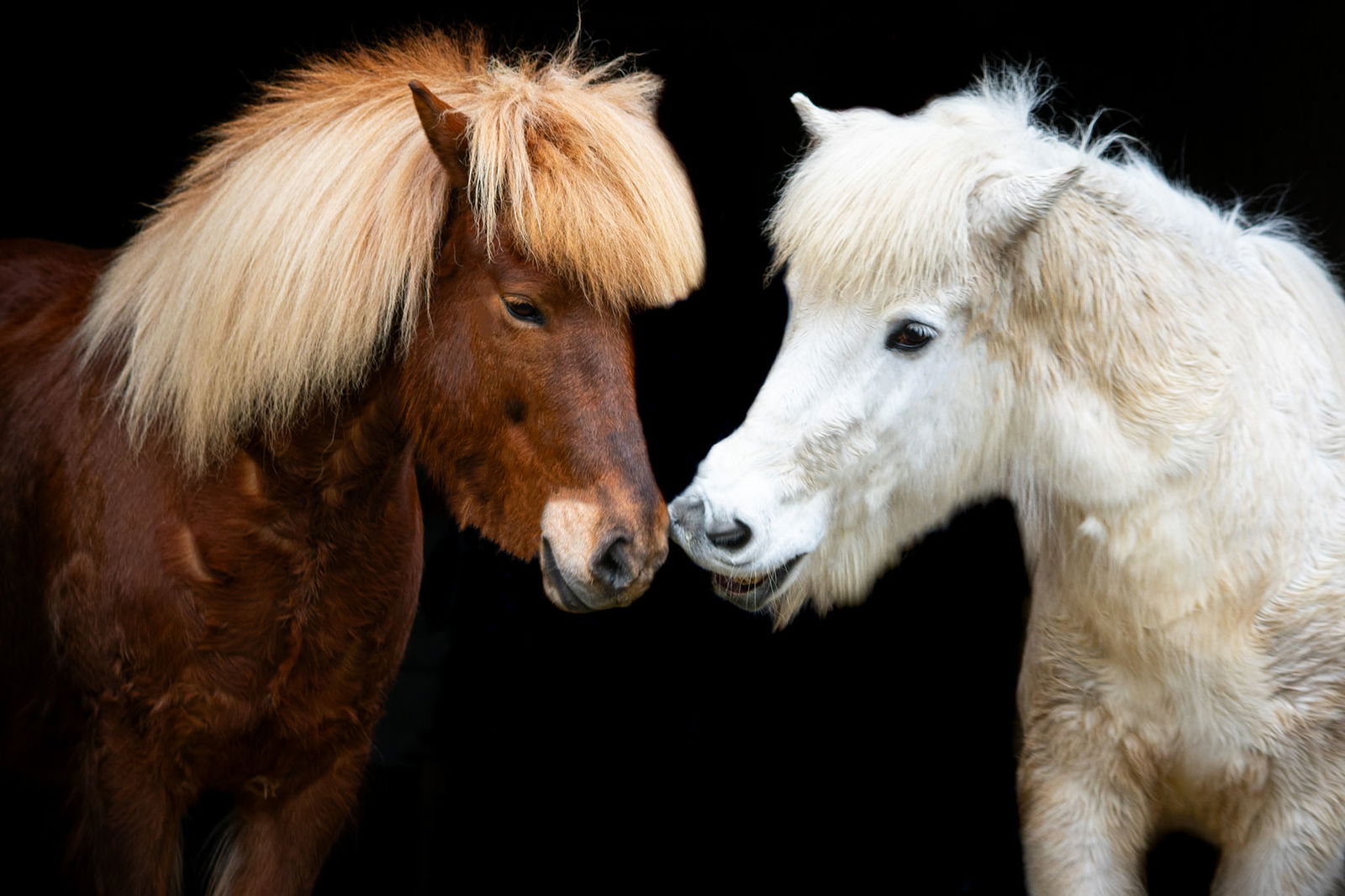 Mitteltalhof "Lebensraum mit Vision"