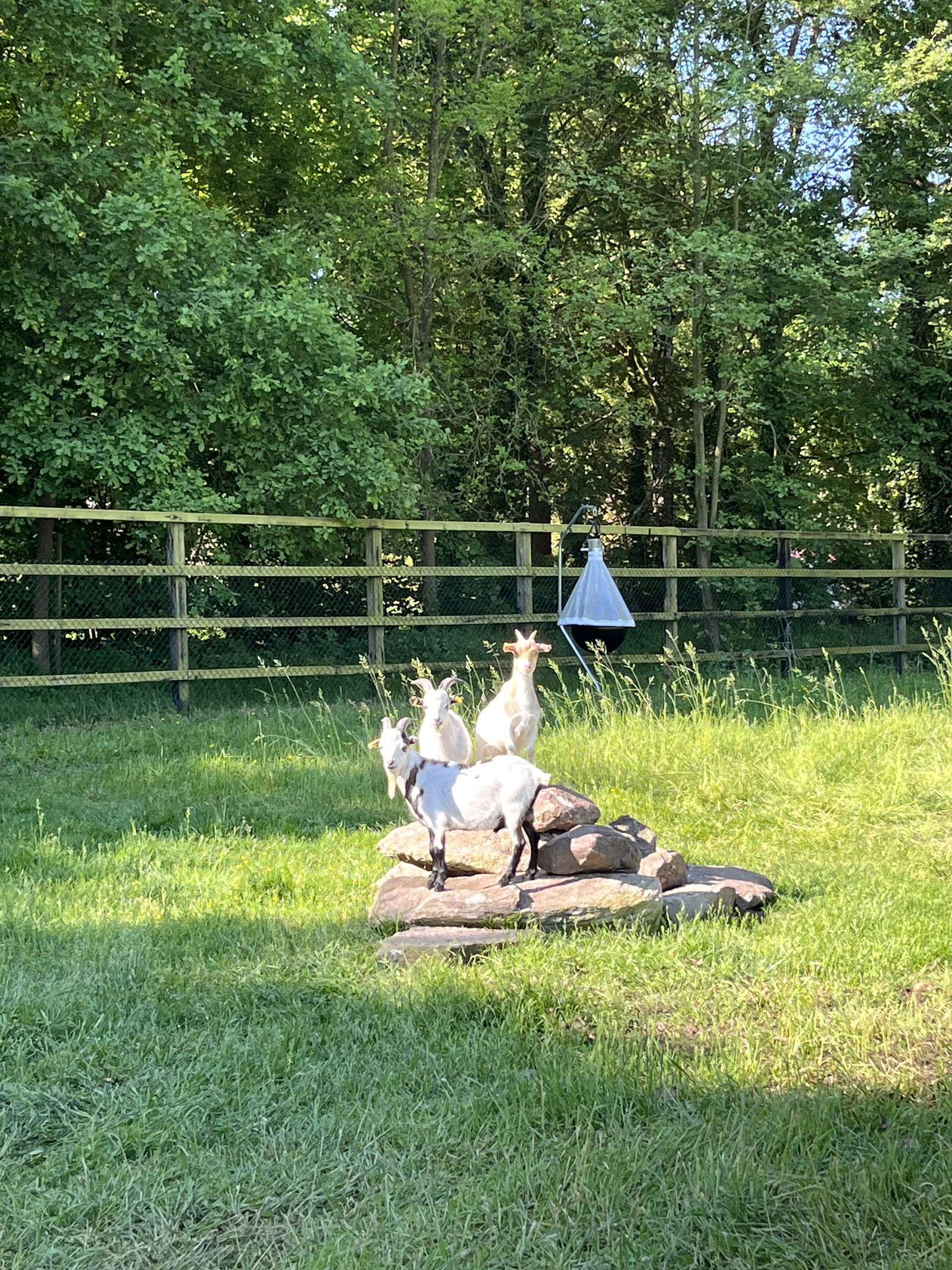 Ferienhaus / Chalet auf dem Gestüt Lohhof mit Kinderreiten oder Pony Reiten