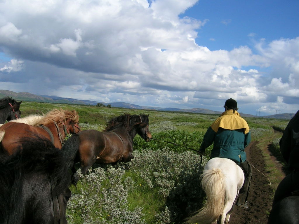 Herríðarhóll – Urlaub und Reiten in Island