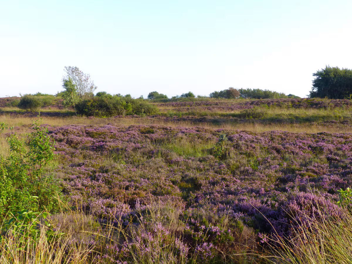 Antikhuus Nordfriesland